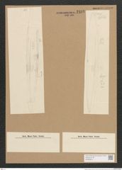 Plagiotropis elegans (de-Toni-Nr.: Genus 30) Zeichnungen Sammlung Grunow Nr. 2493 (NHMW-BOT-W0369814)
